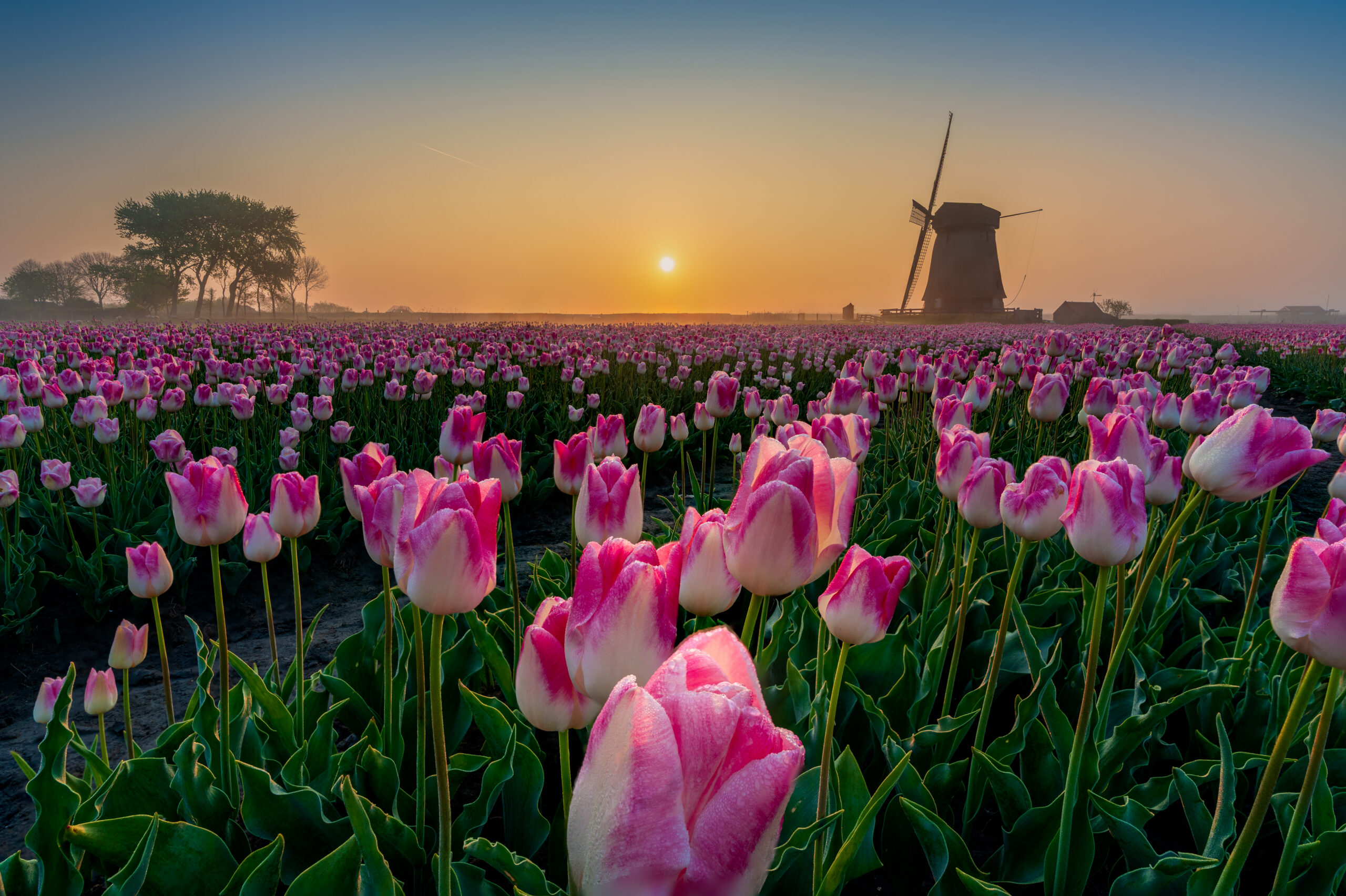 Een magische ochtend met tulpen, mist en molens